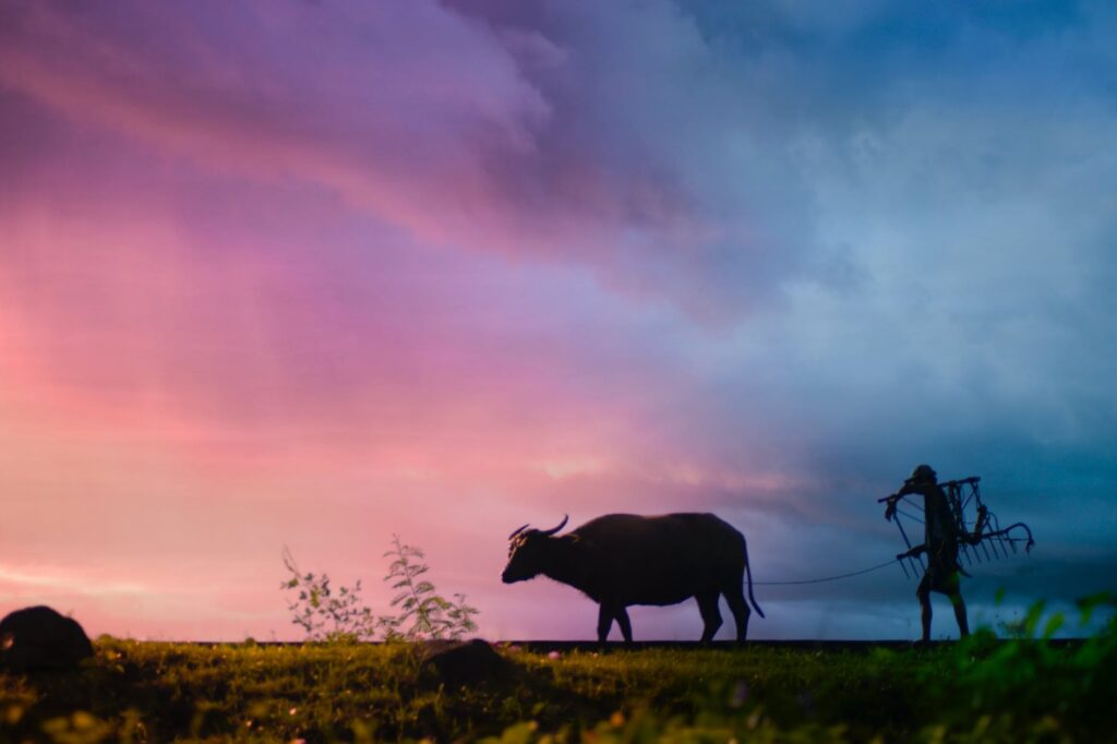 silhouette of man carrying plow while holding the rope of water buffalo walking on grass field