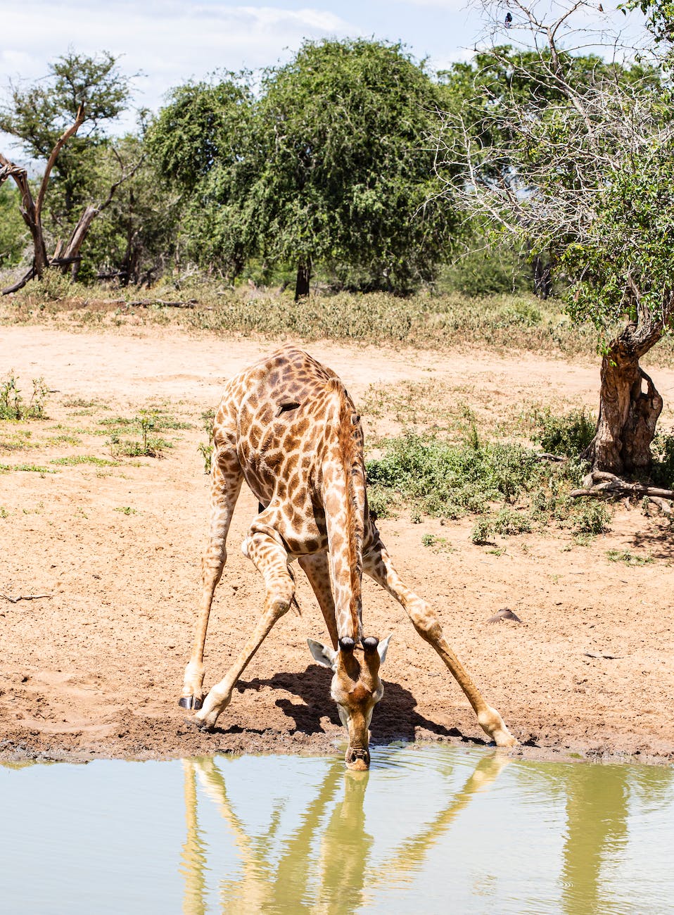 brown giraffe on drinking on the lake