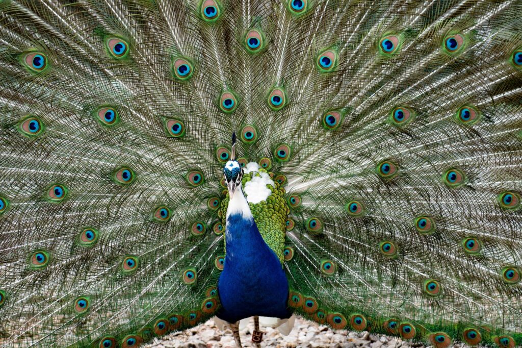 photo of a blue peacock