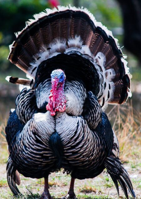 wild turkey