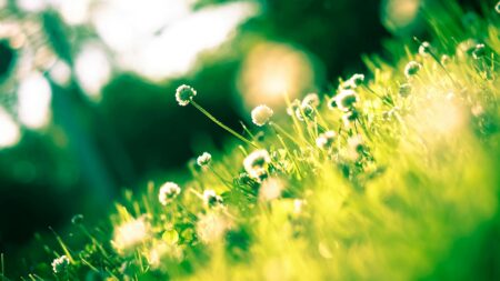 close up photo of dandelion