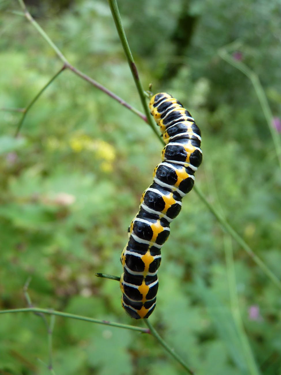 black white and yellow caterpillar on the stem