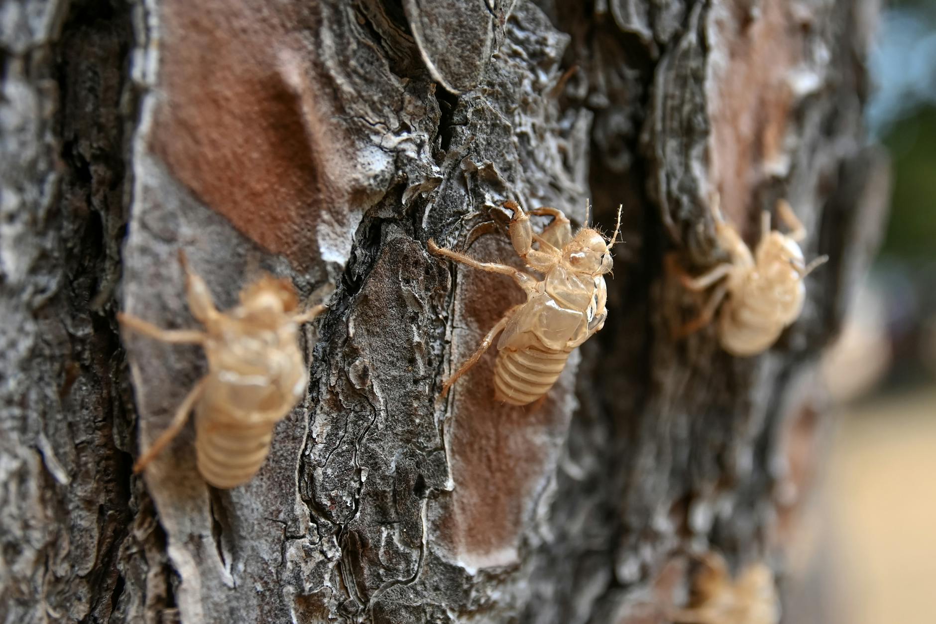 emanated vase of mediterranean cicada