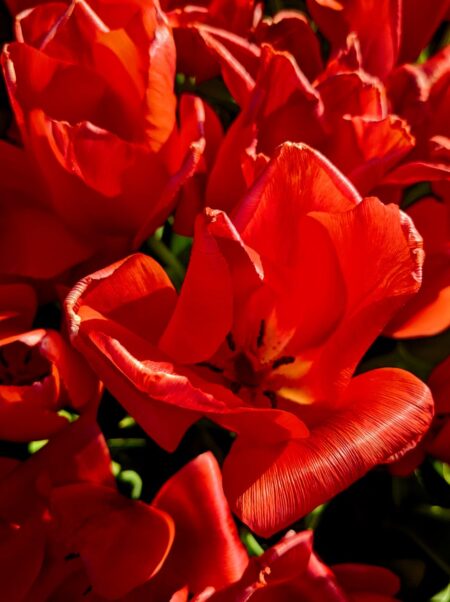 a close up of red tulips in a vase