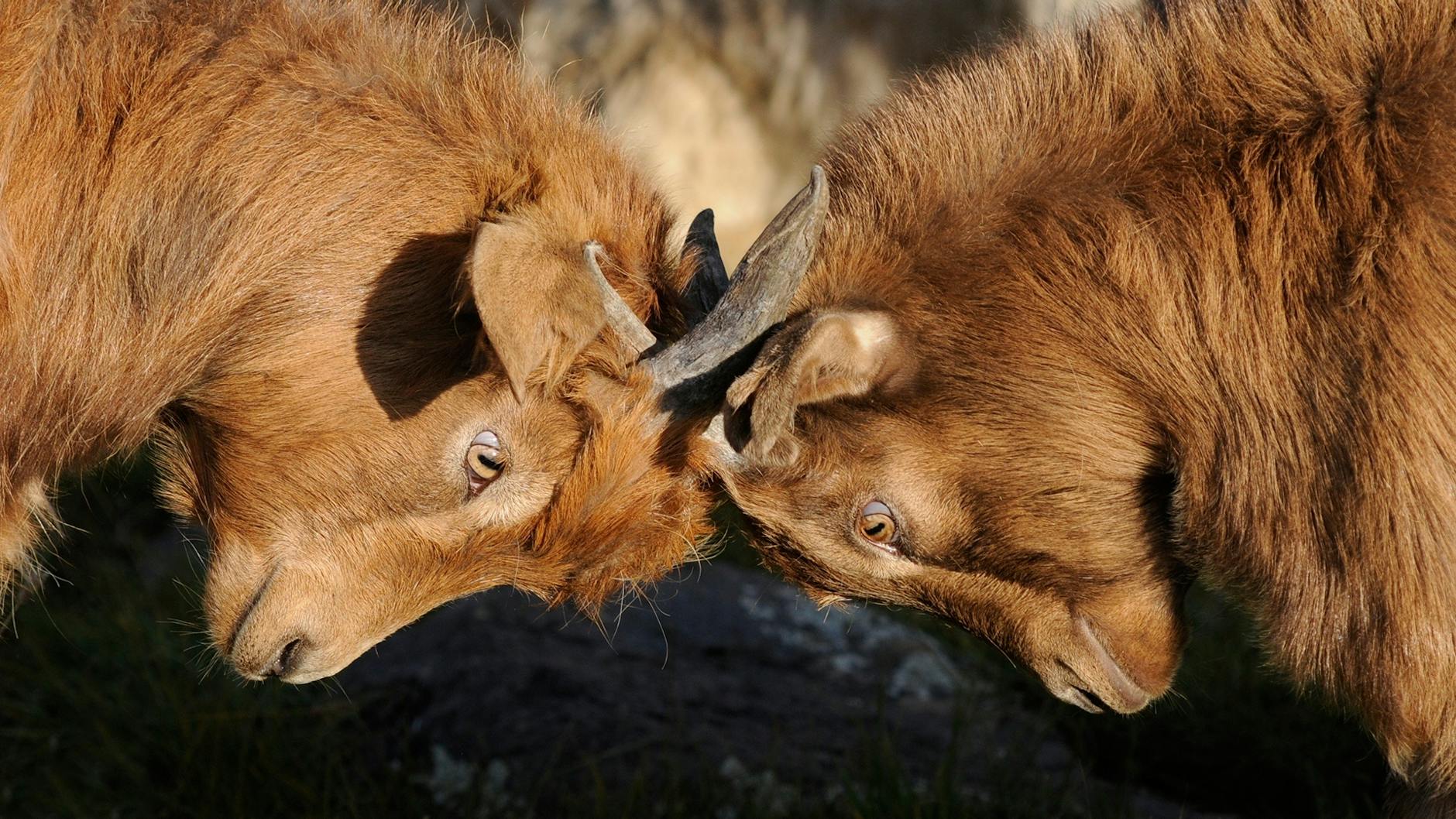 two brown goats