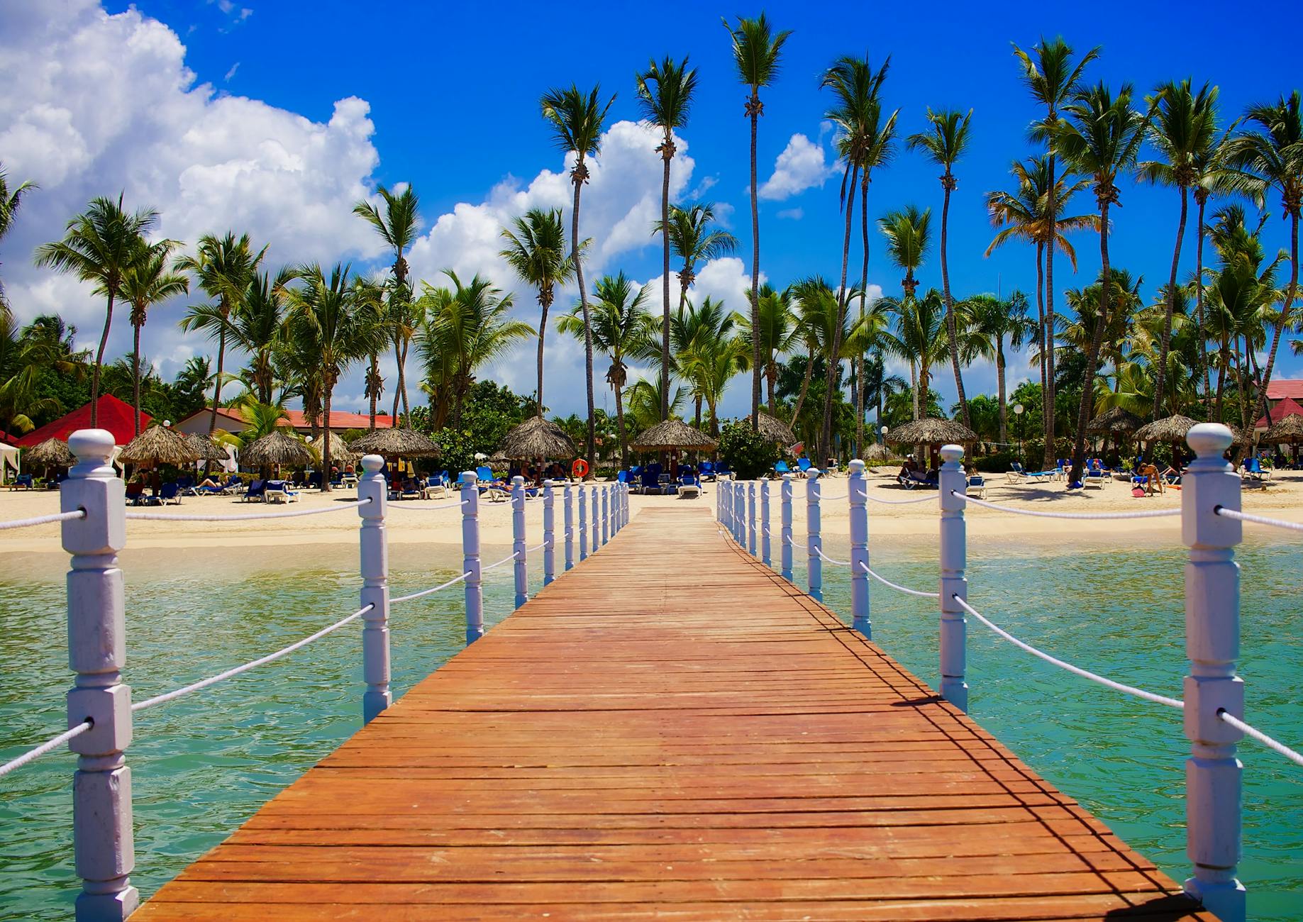 view of palm trees on beach