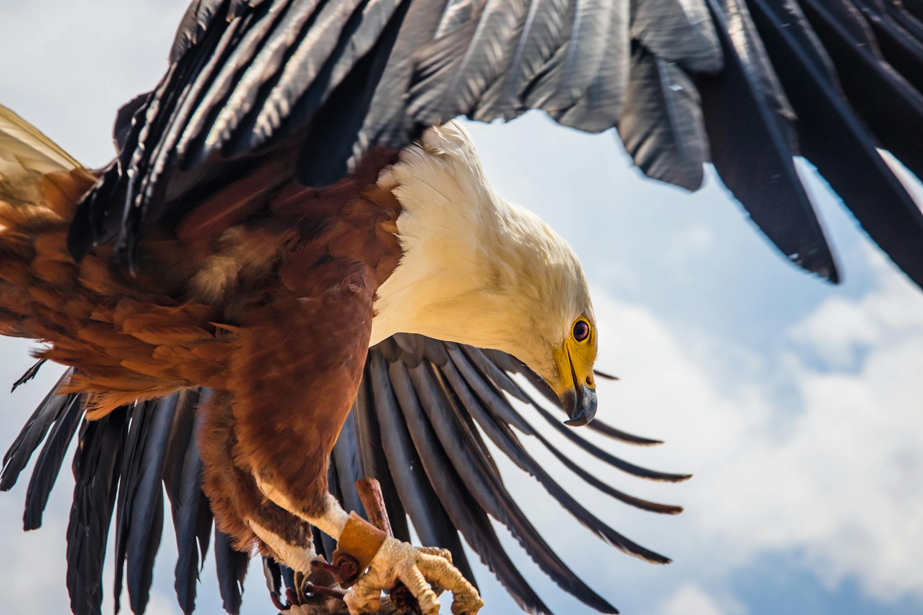 brown and white eagle