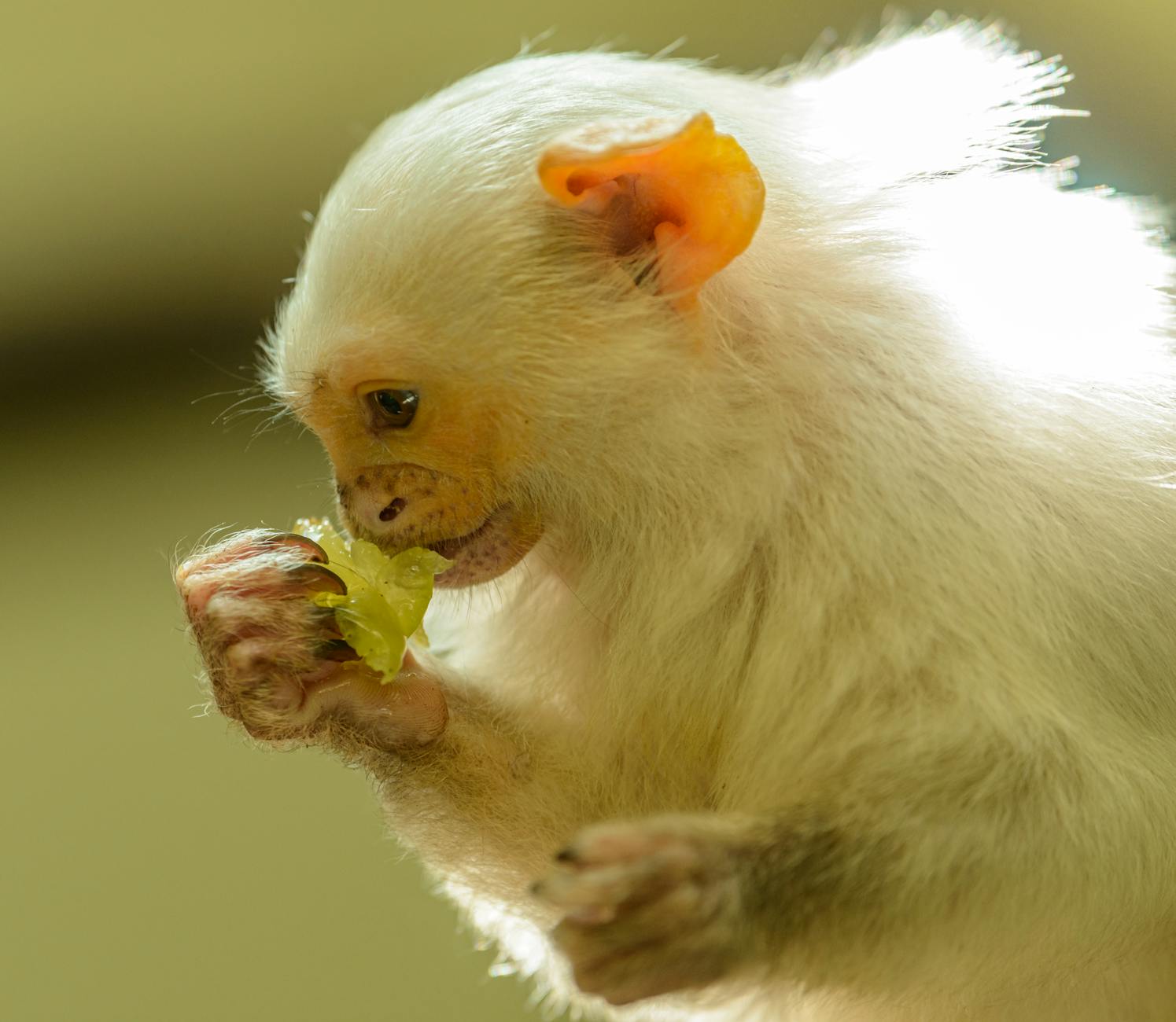 white monkey in close up photography