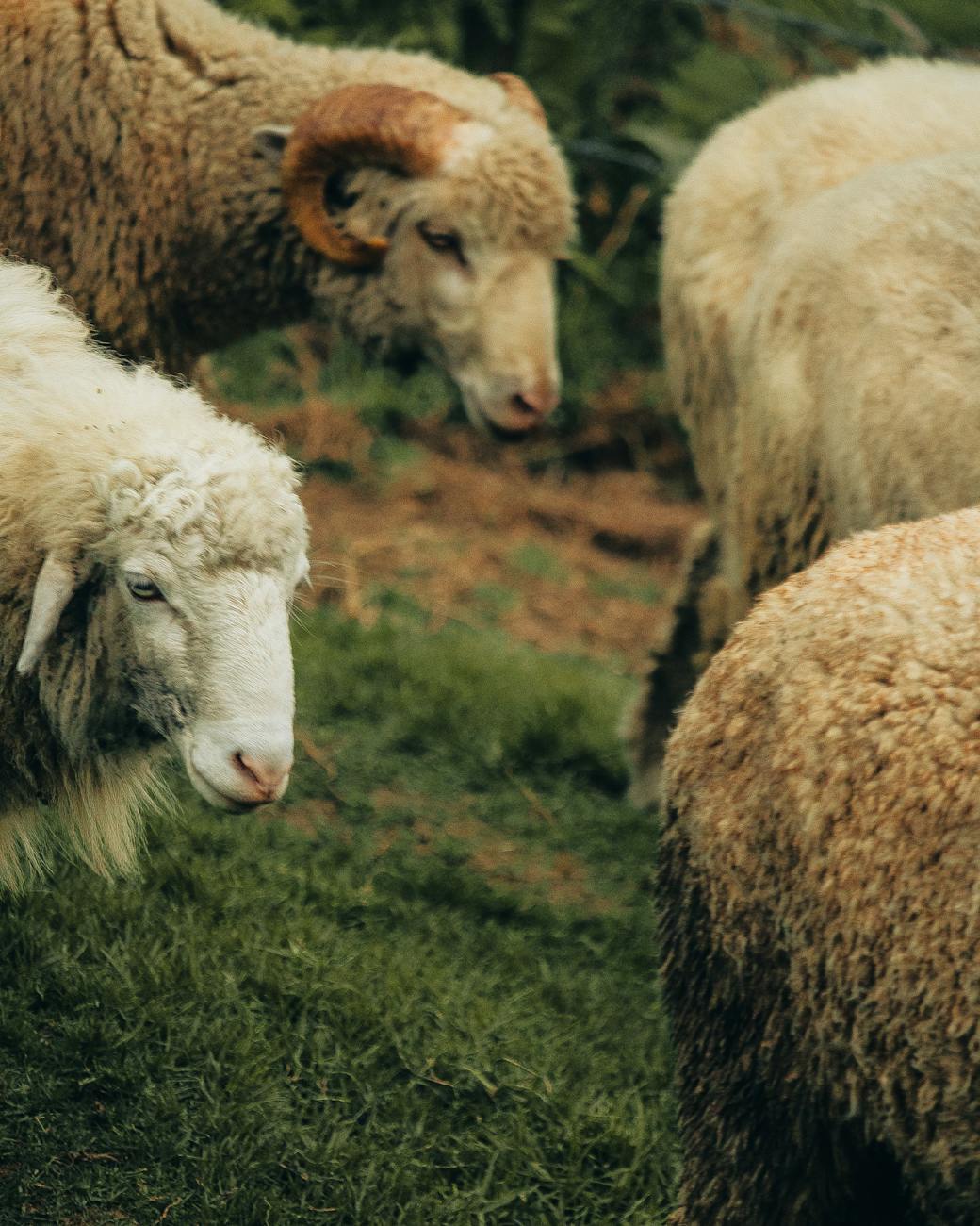 flock of sheep on green field
