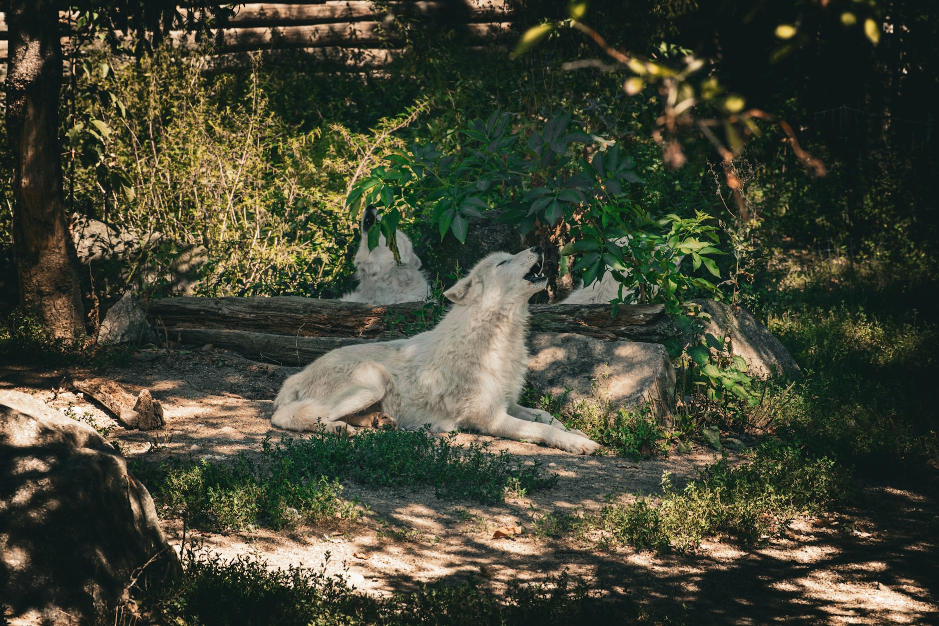 resting arctic wolf in forested sanctuary