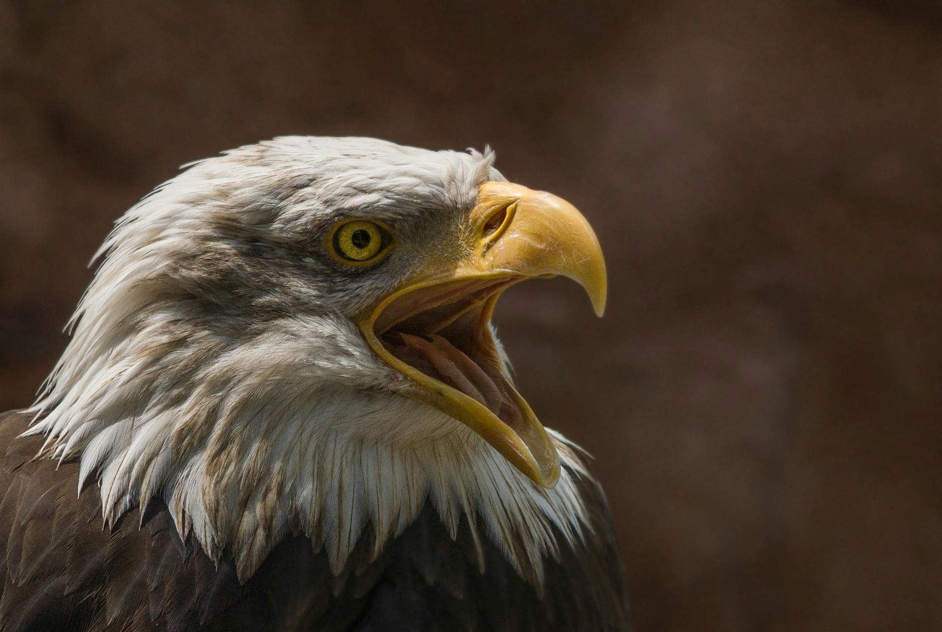 closeup photography of bald eagle