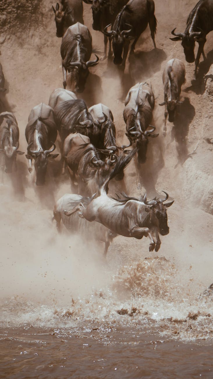 herd of wildebeests coming down the hillside into the river