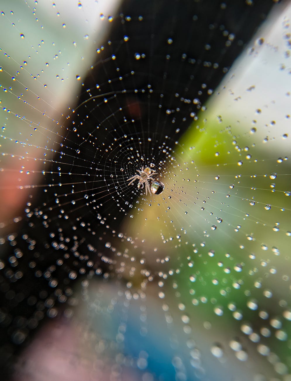 close up of spider on dew kissed web