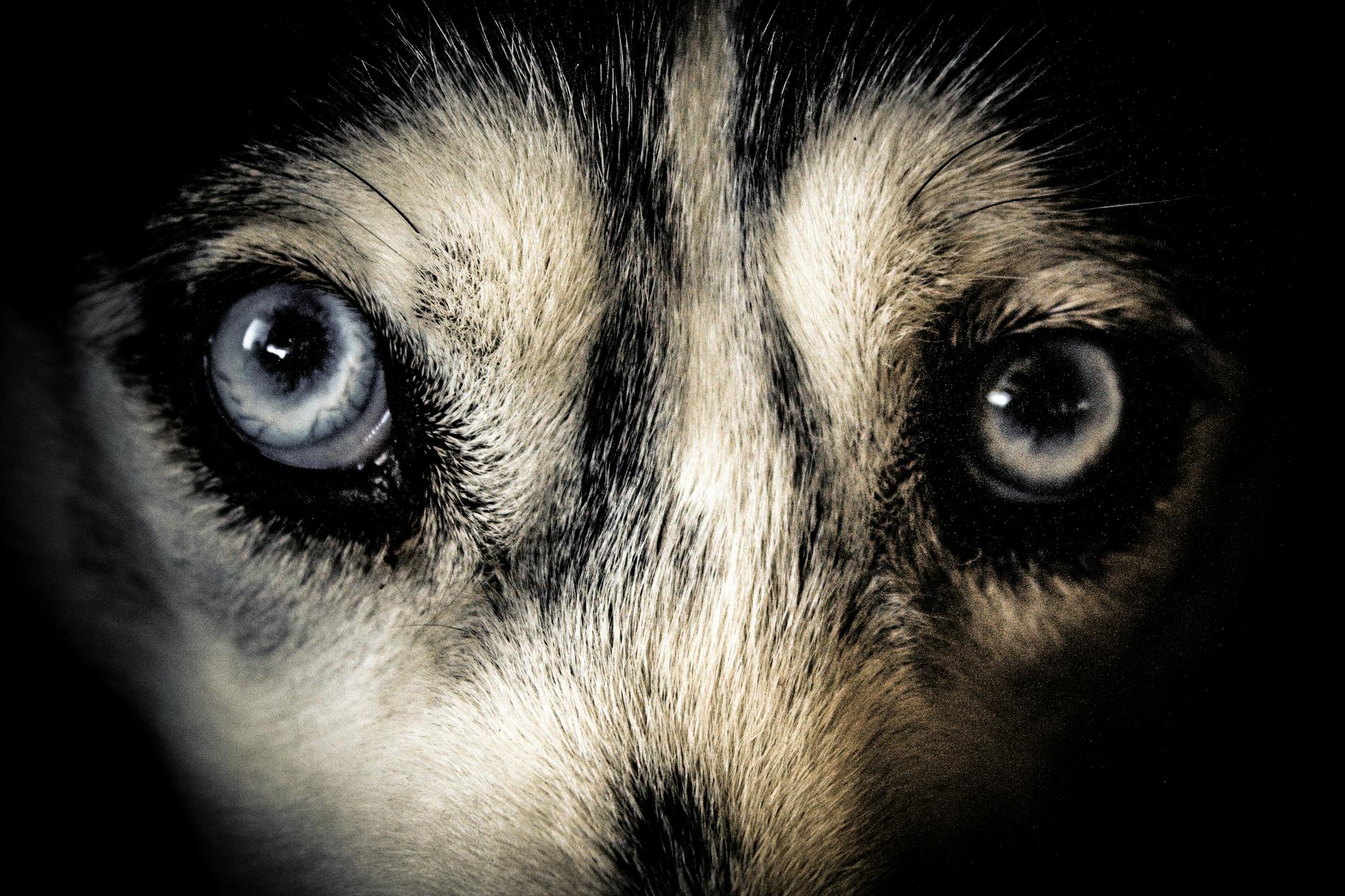 close up photo of white and black short furred animal