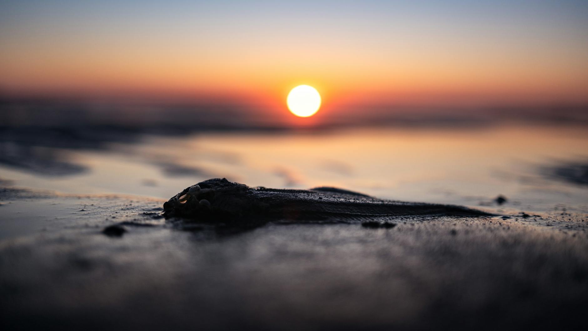 fish washed up on the beach under the setting sun