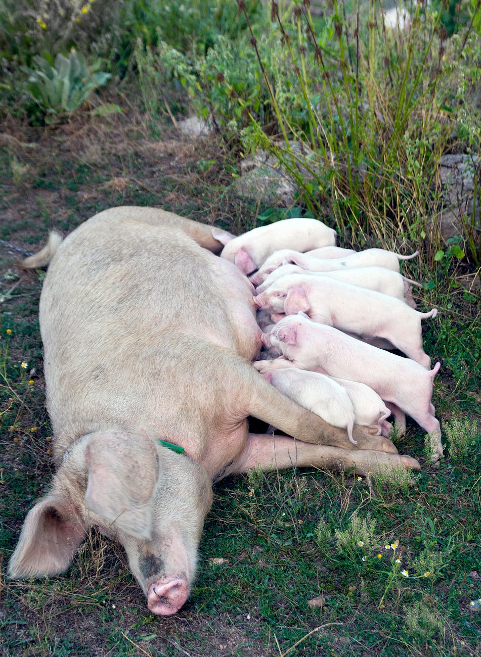 pig feeding piglets