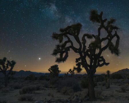 joshua tree national park in usa at night
