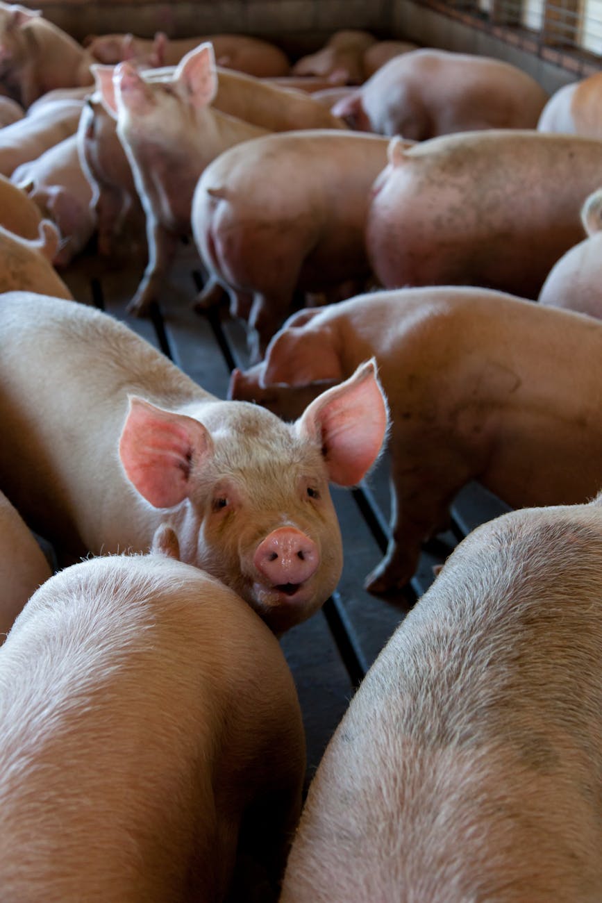 group of pink pigs on cage
