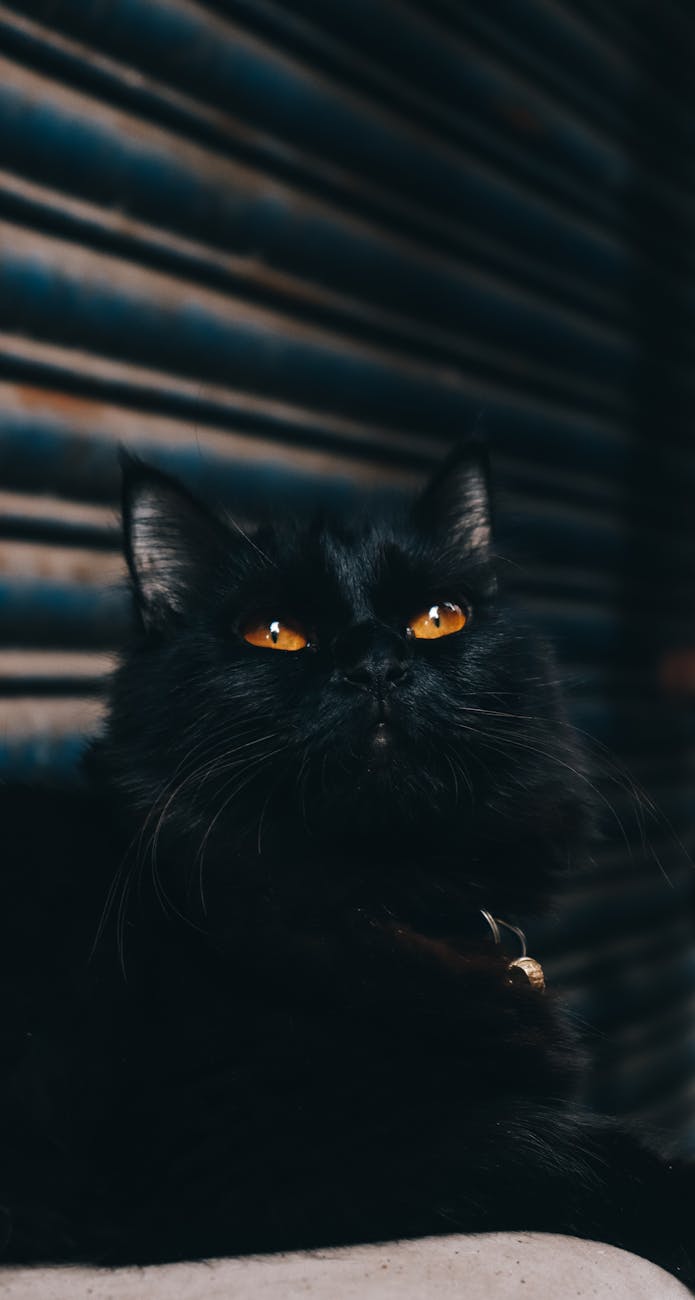 a black cat with orange eyes